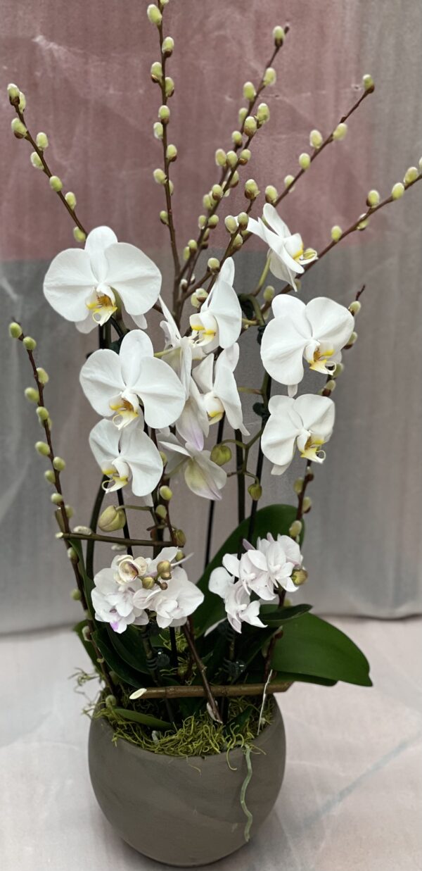 White orchid in pot
